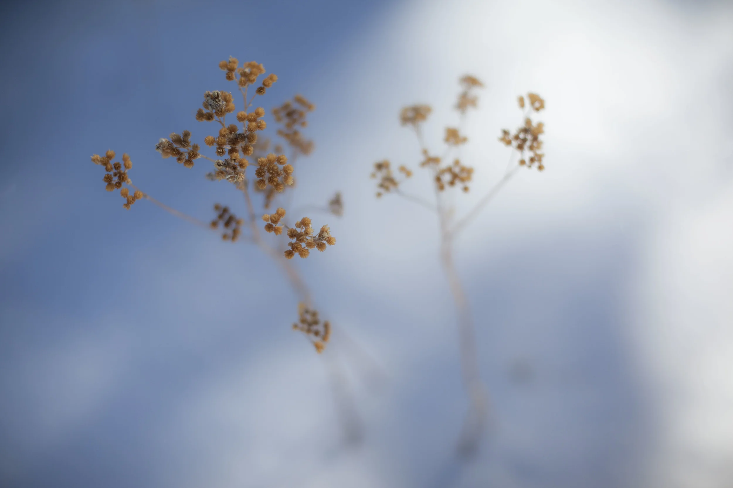 BlurFlower2.jpg