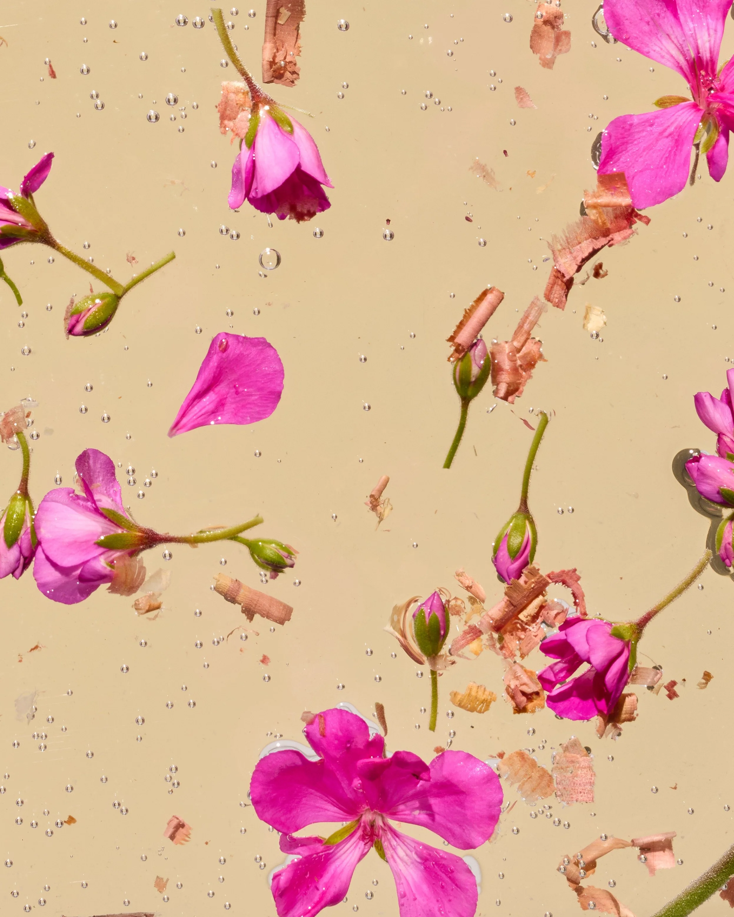 GASC2024_essentialblend_RoseGeranium_0648_0157 copy.jpg