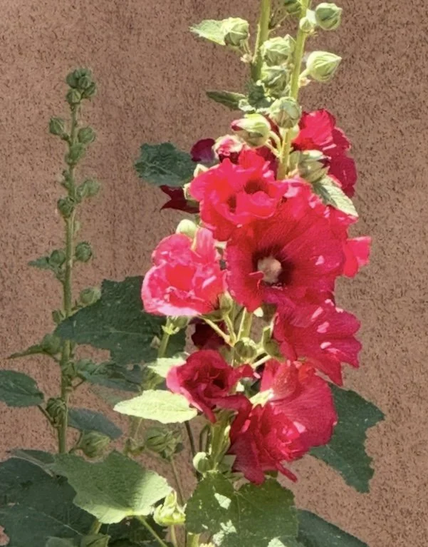 Hollyhock Ref.jpg