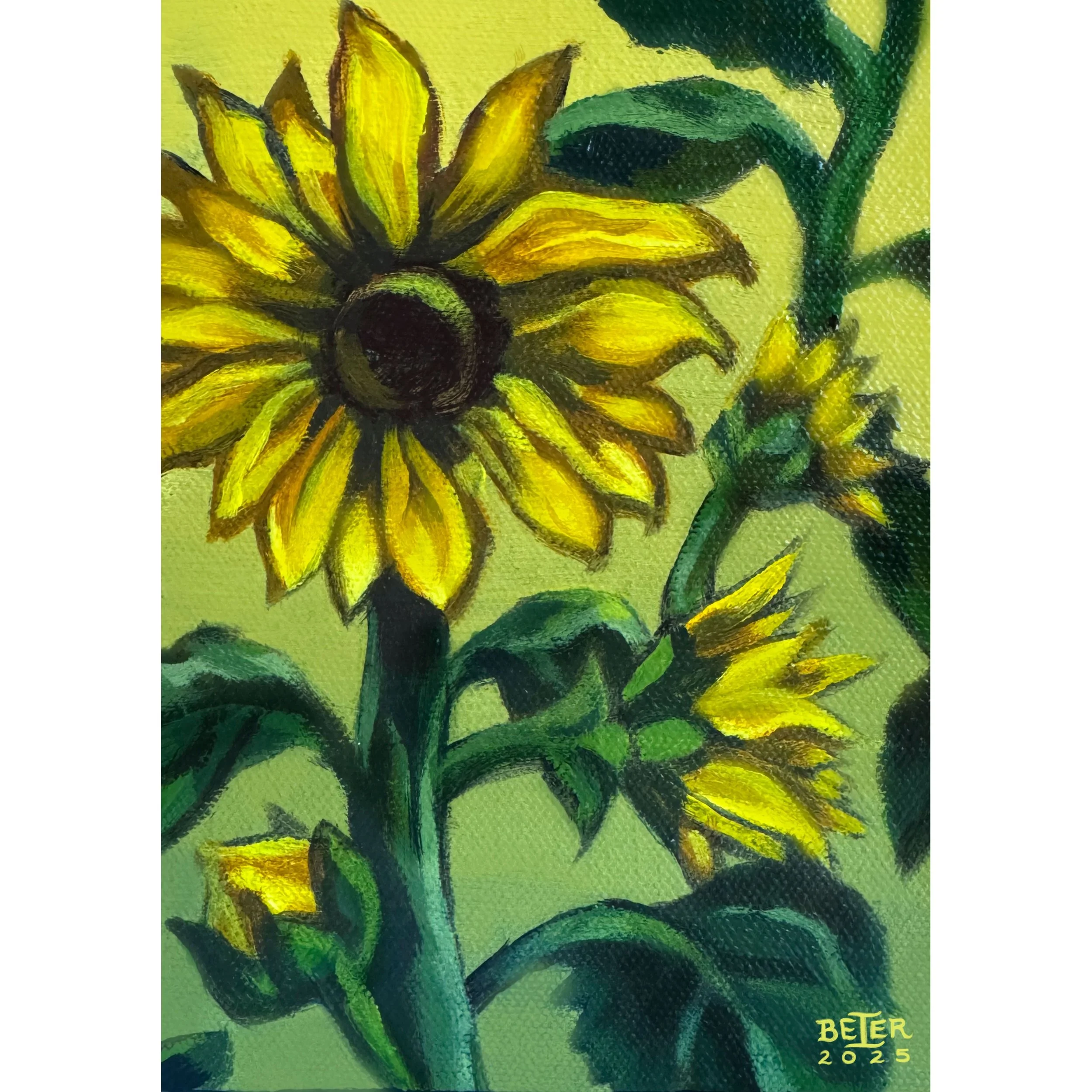 Sunflower.jpg