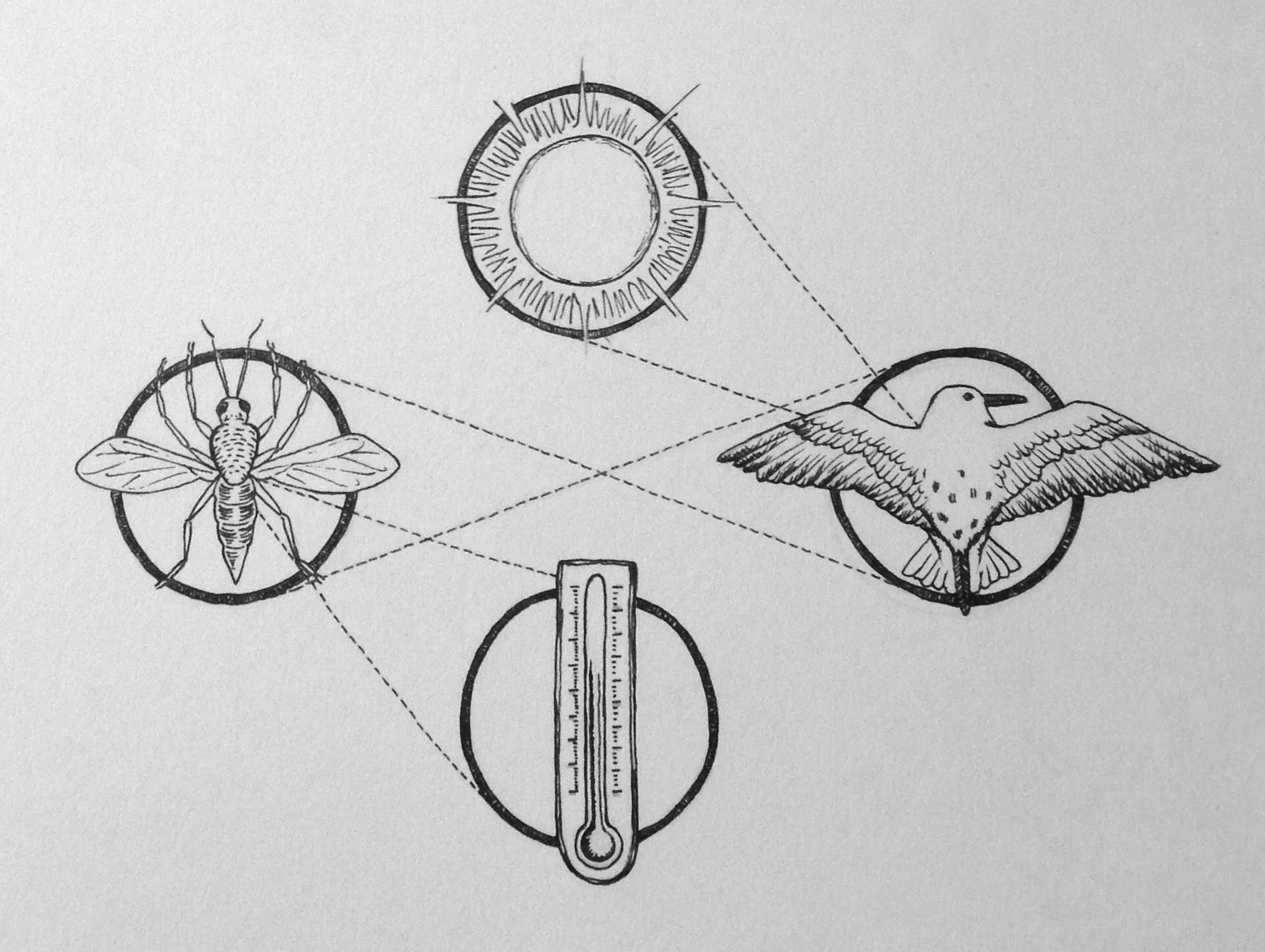 This is a visual interpretation of phenological decoupling, a consequence of climate change.
