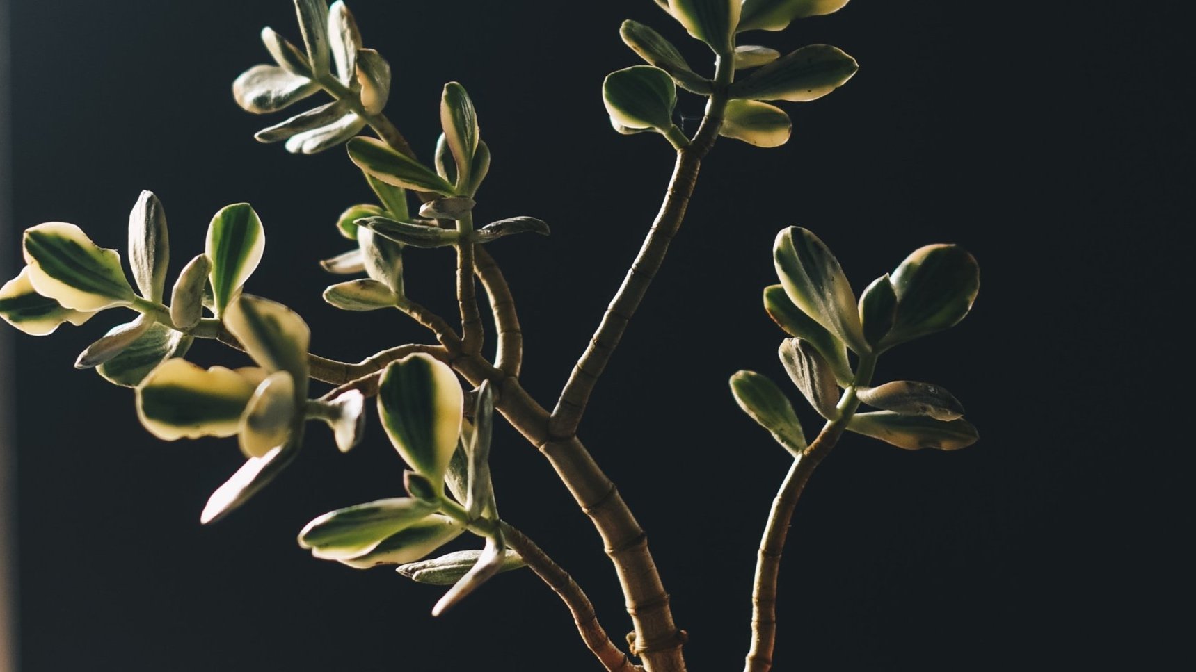 What Does it Mean to be a Living Brand?