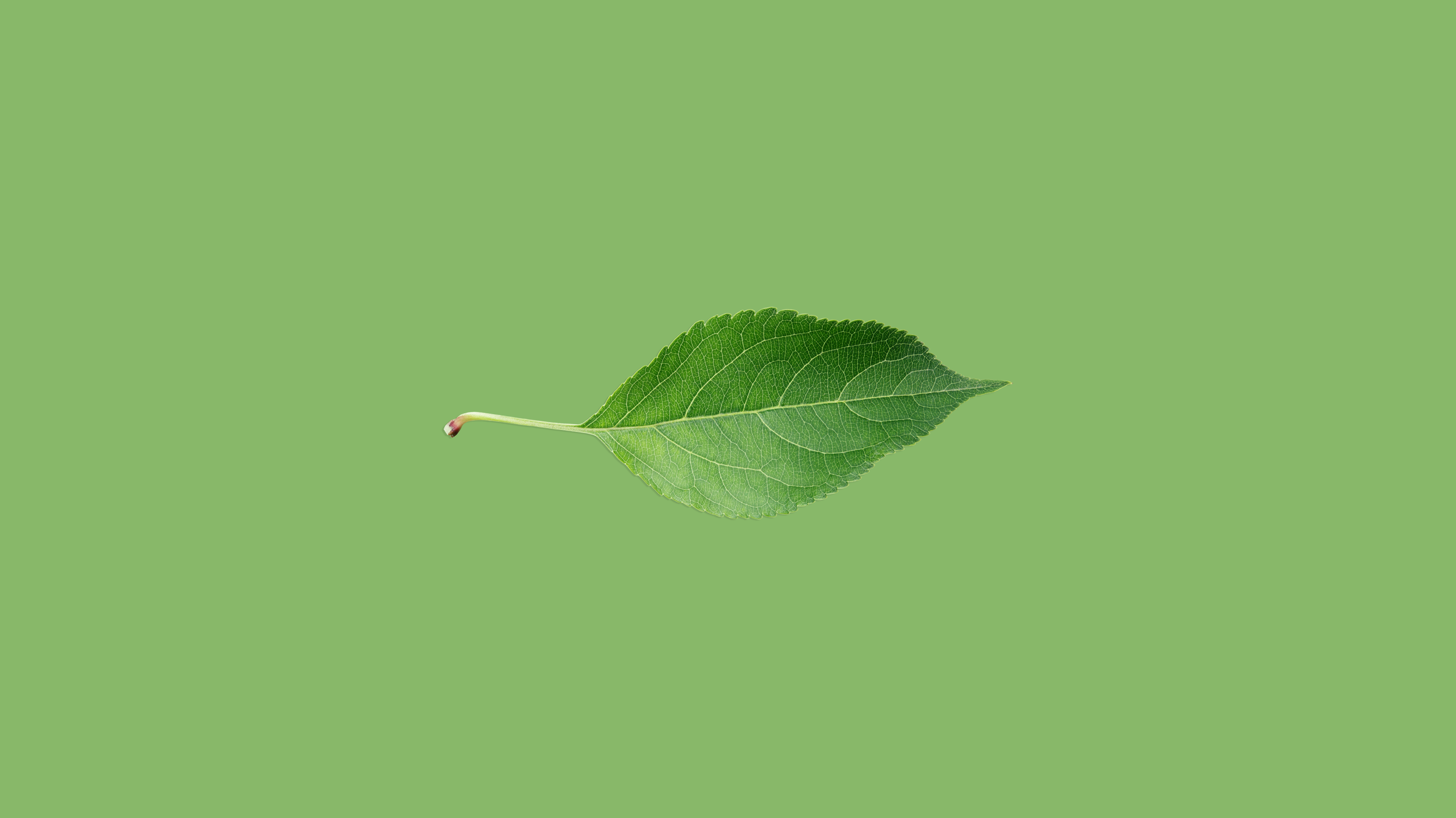 My Part in a More Sustainable Web