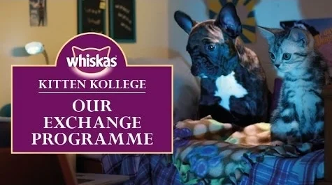 Kitten Kollege: Our Exchange Programme
