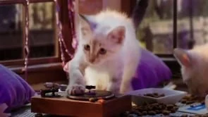 Kitten Kollege: Freshers Week :30