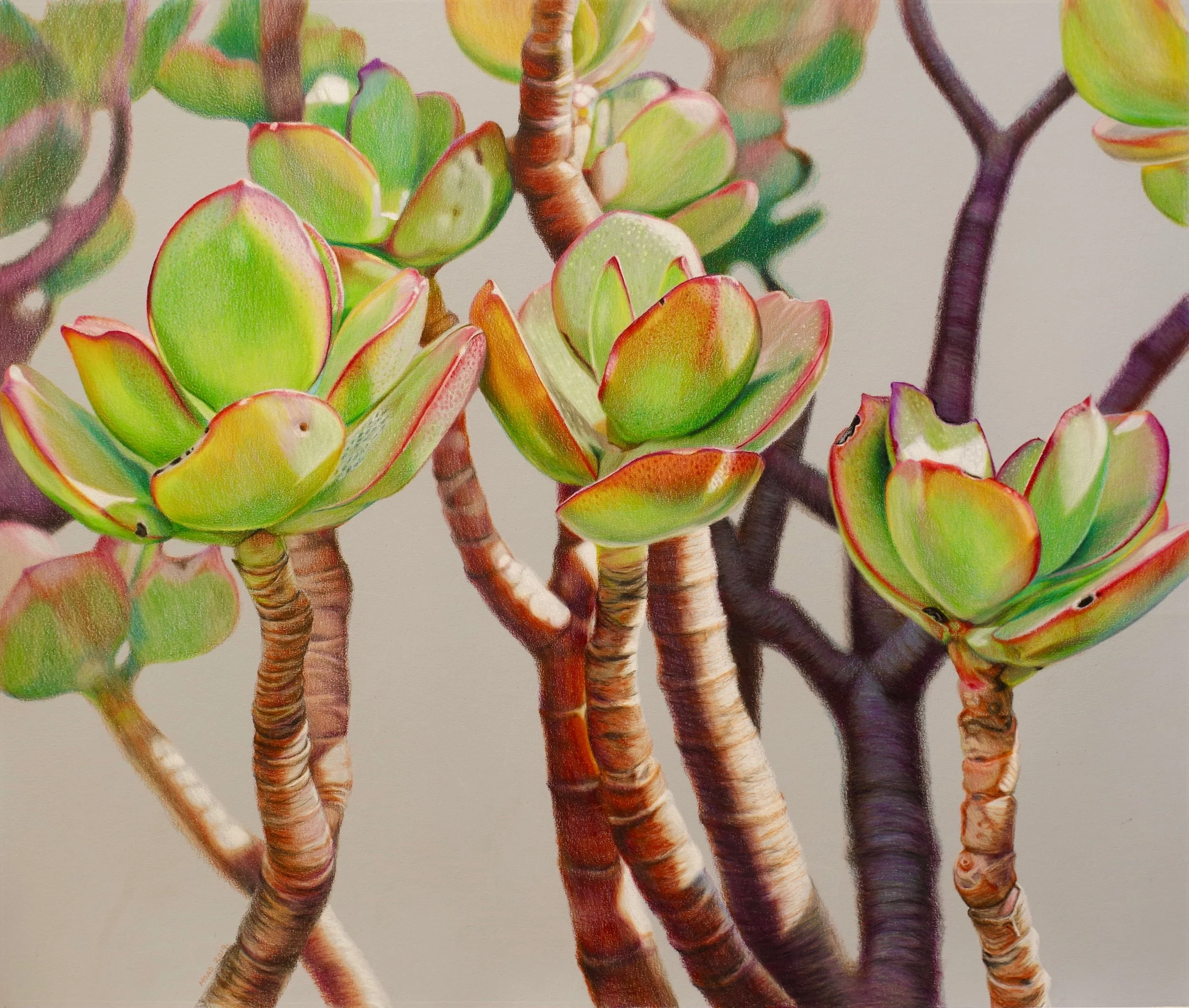 Jade Plant II, 2019, Pencil on Paper, 44.5x52cm.