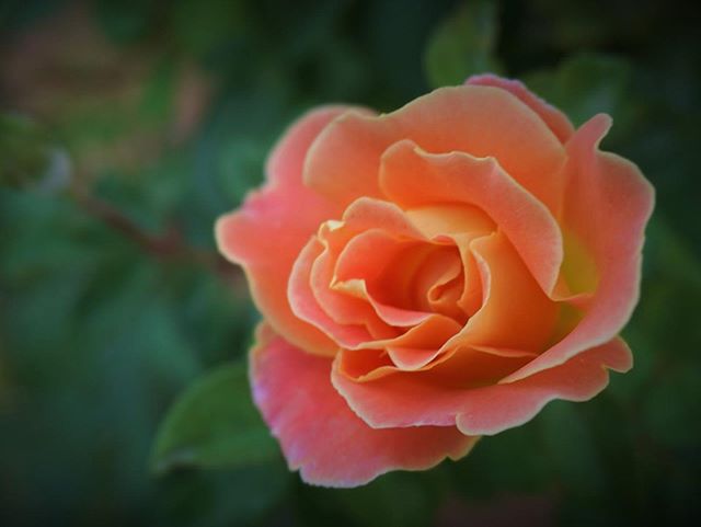 #fruitypetals still #blooming #backyard #roses #climbingroses #sonya6000 #sonya6000club #sonya6000 #closeup