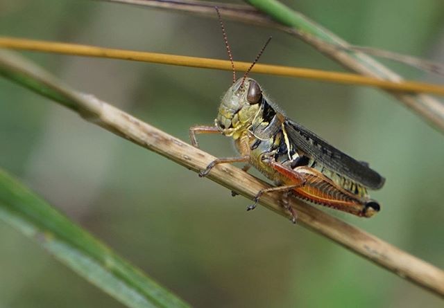 #westcreekreservation #clevelandmetroparks #grasshopper #dragonfly #sonya6000 #sonya6000club #sonya6000camera #mirrorlesscamera