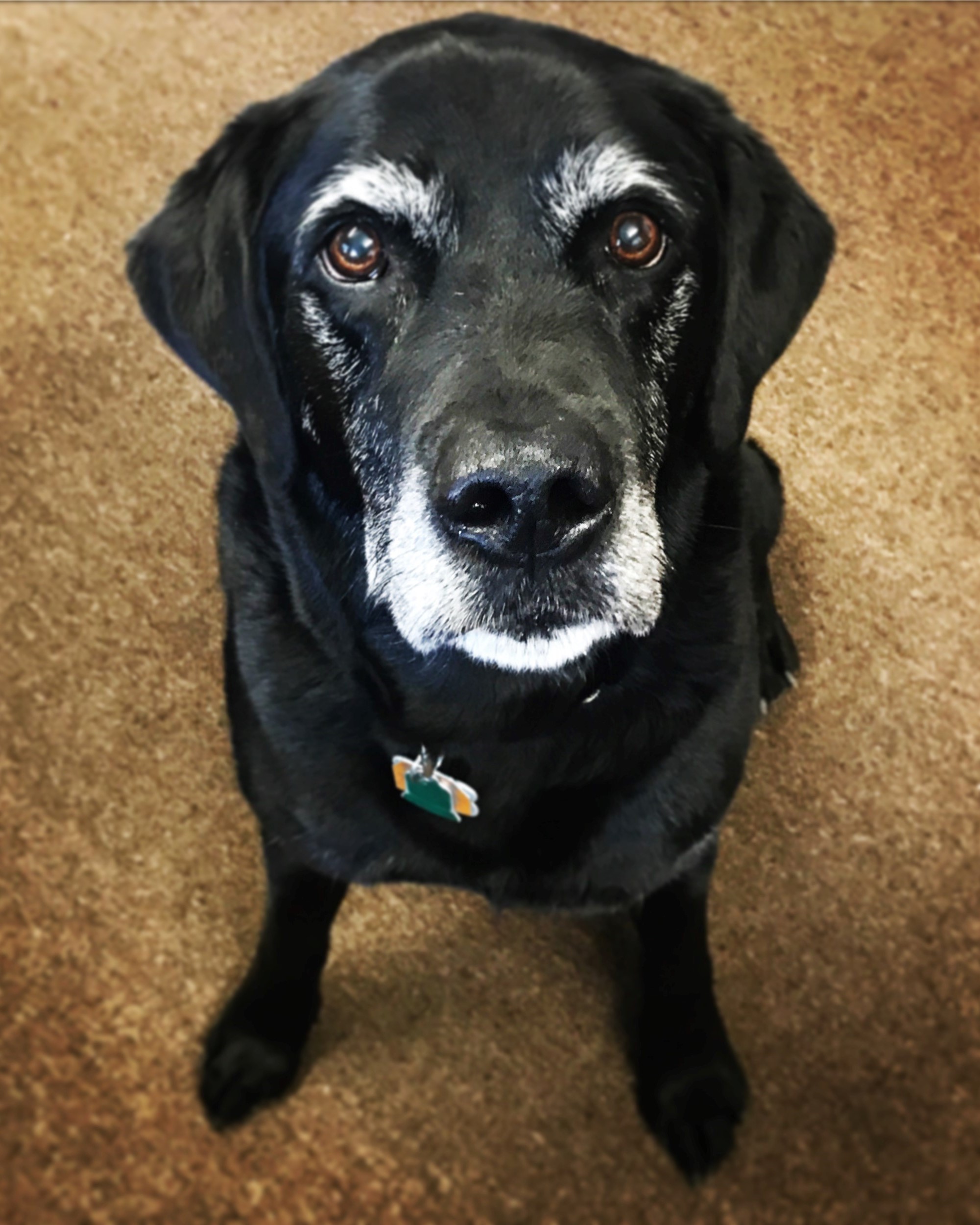 Luckydog.jpg