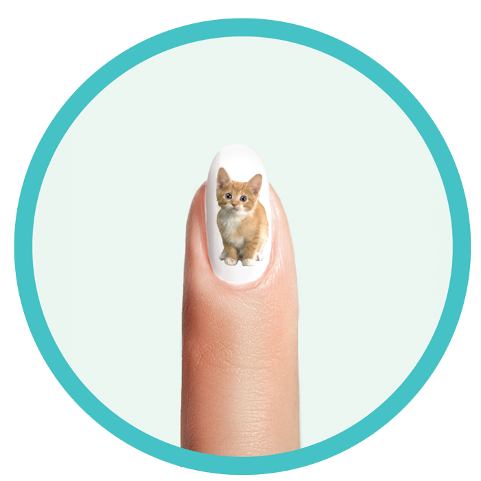 nailvy-whale-kitten.png