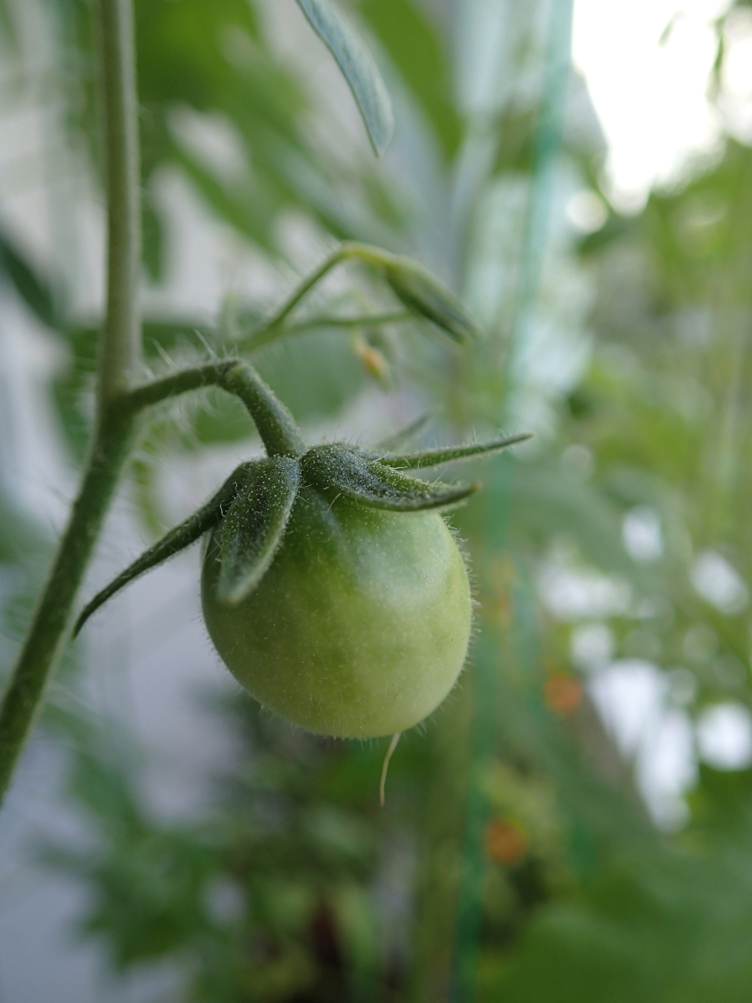 Pioneer tomato...