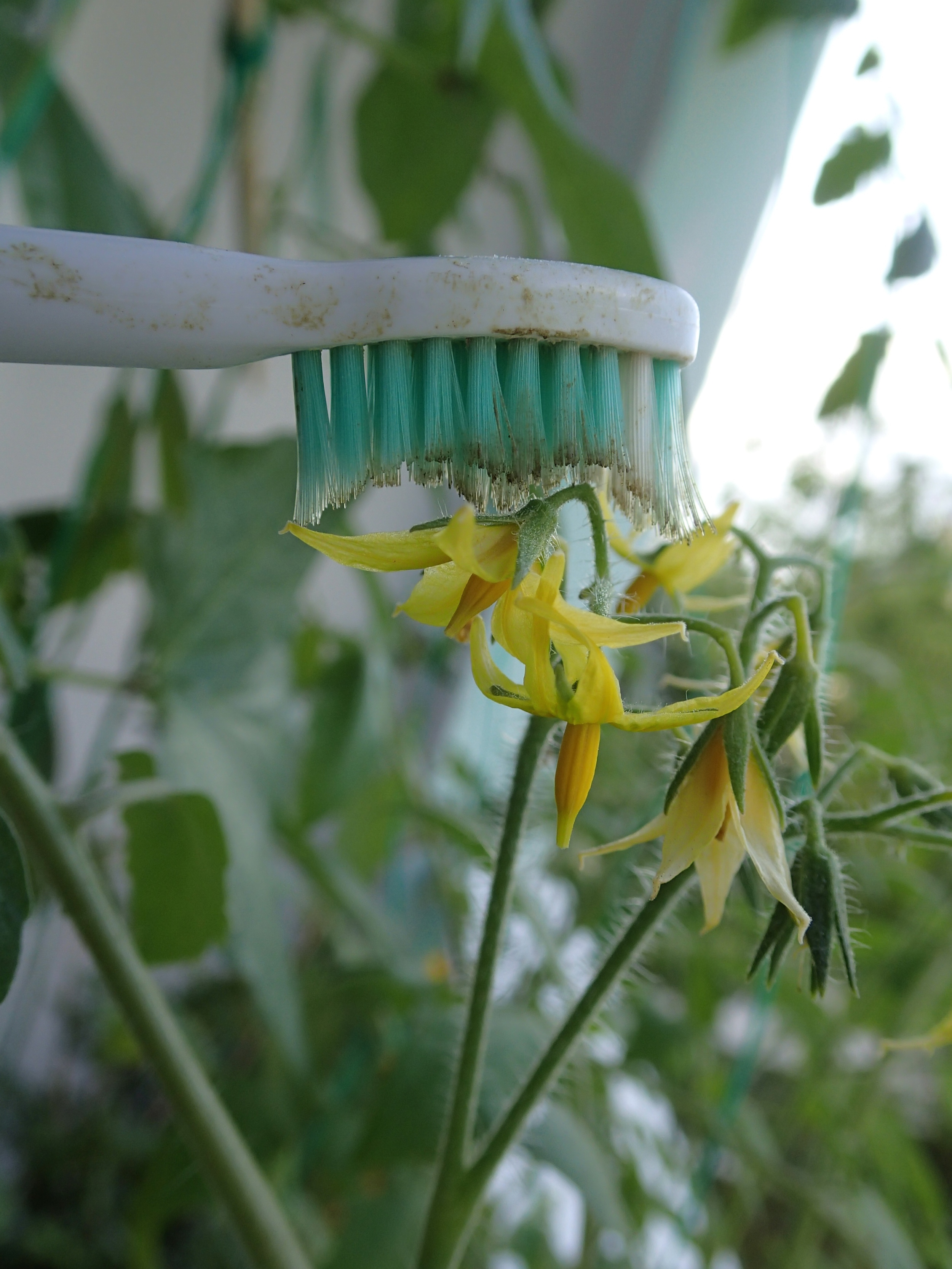 Artificial pollination, electric toothbrush style