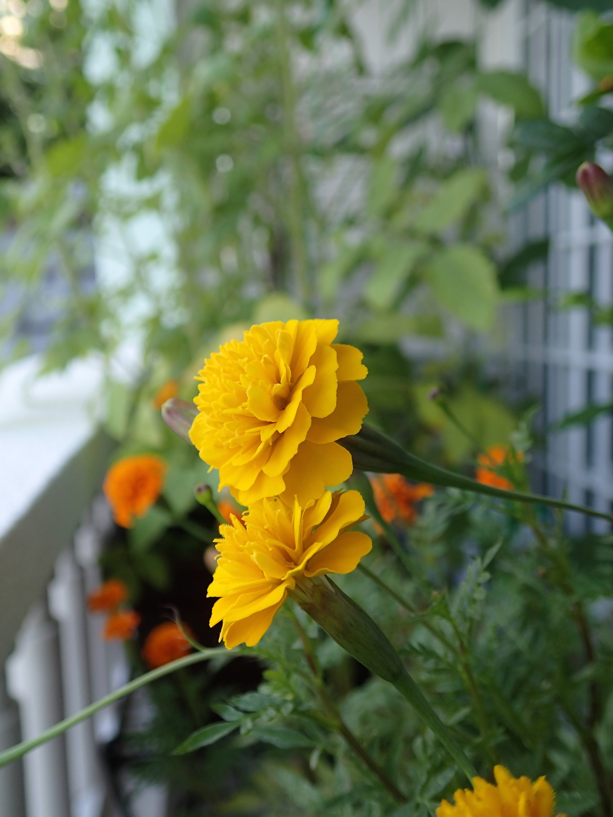 Marigolds planted next to the tomatoes to attract bees and butterflies