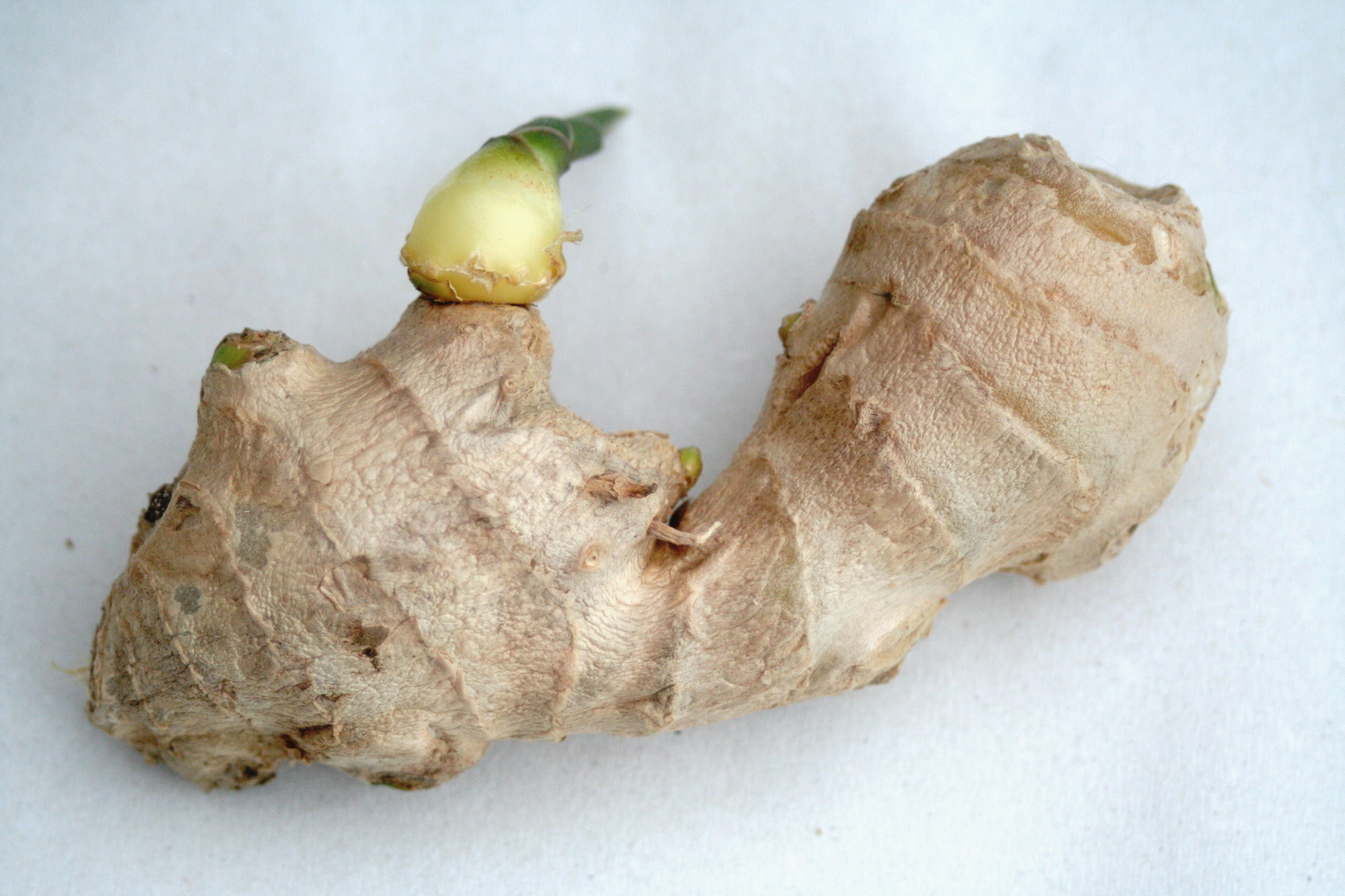 Ginger root sprouting