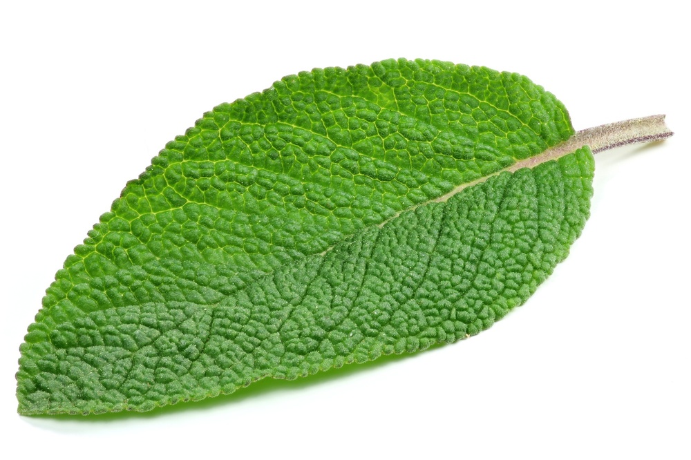 sage leaf.jpg