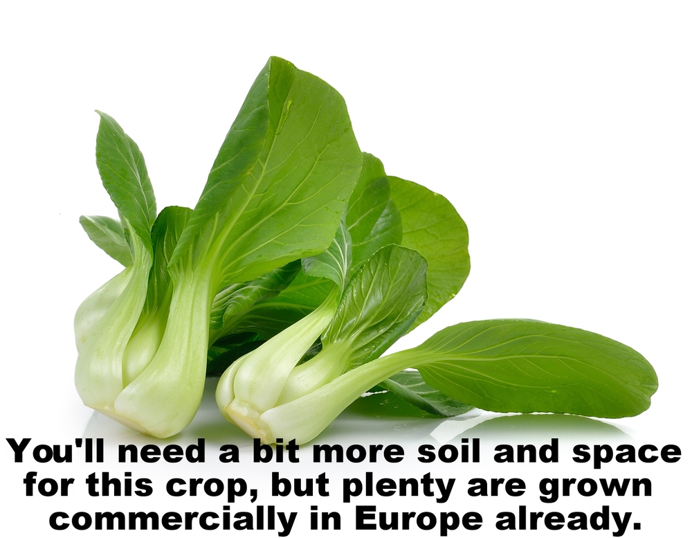 Bok Choy.jpg