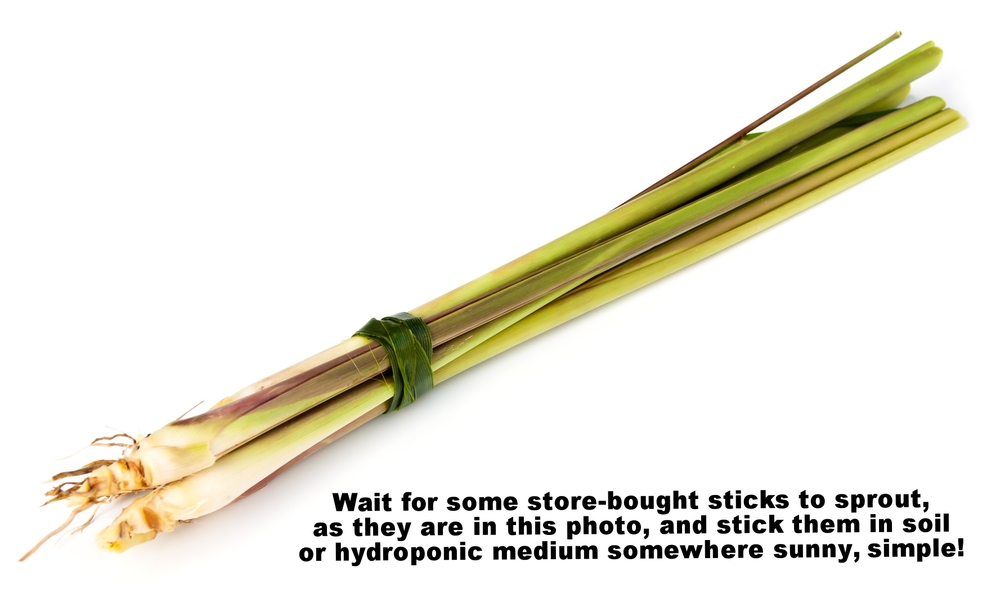 Lemongrass sprouting.jpg