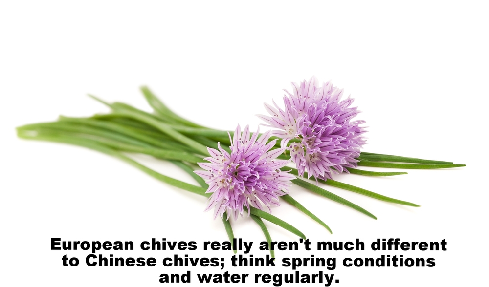 Chives.jpg