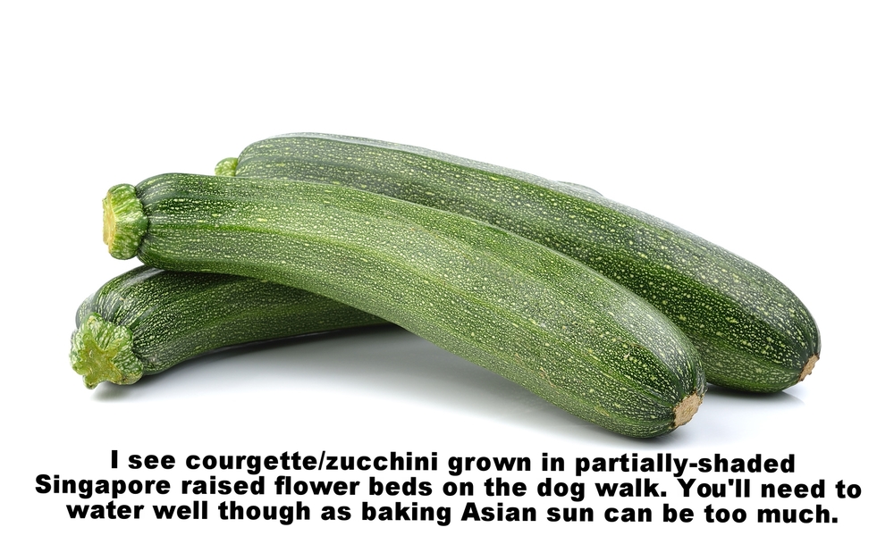 Zucchini.jpg