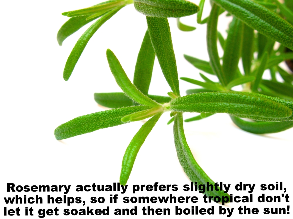 Rosemary close-up.jpg