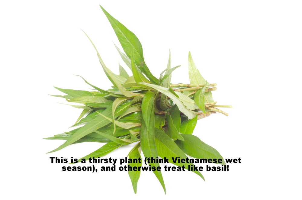 Vietnamese mint.jpg