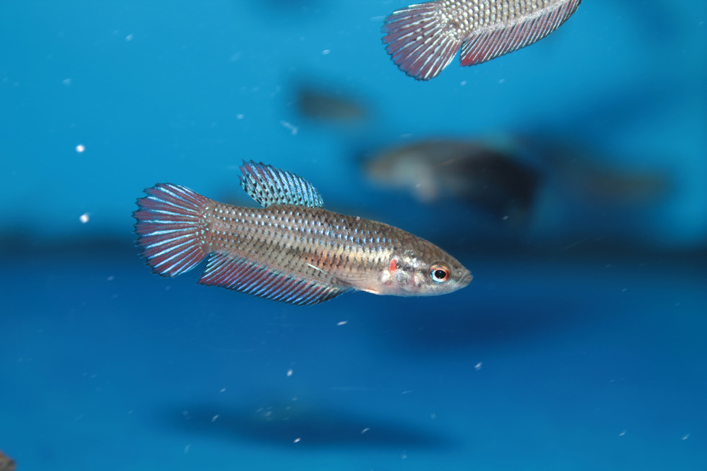 Female betta fish.jpg