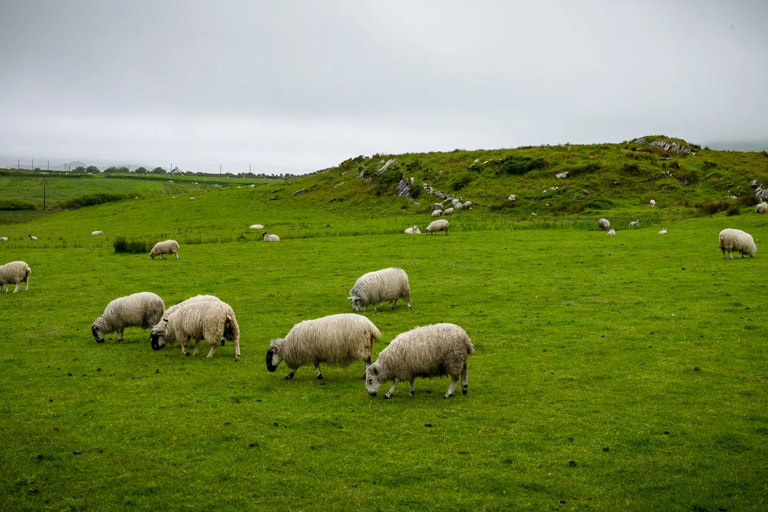 20150516Ireland-1188.jpg