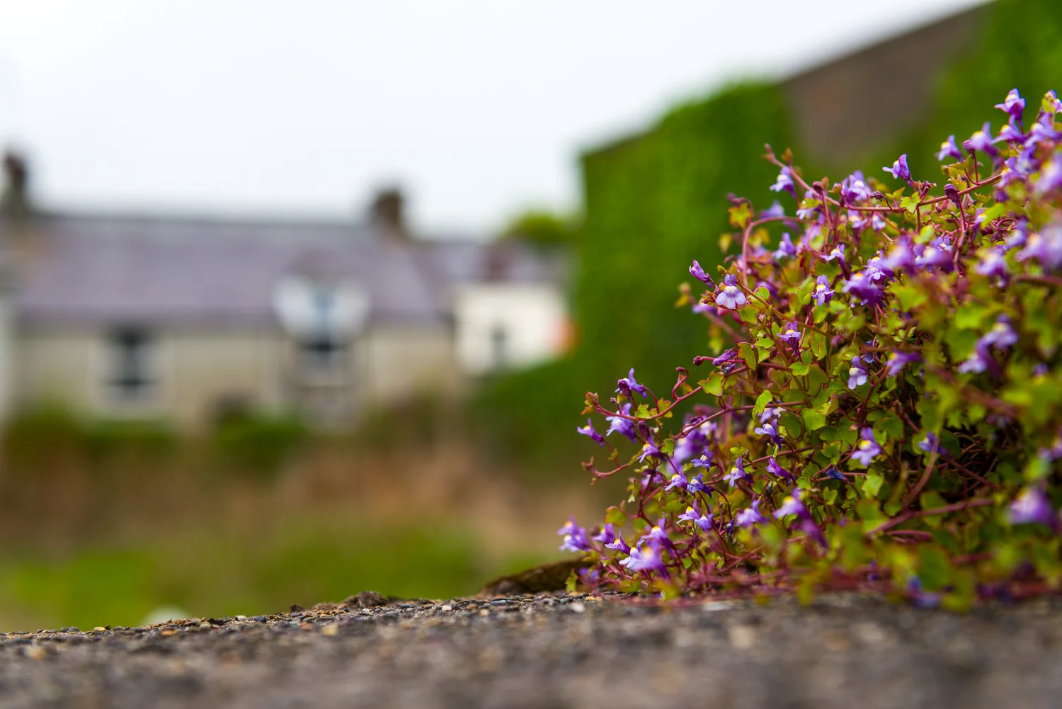 20150516Ireland-1396-2.jpg