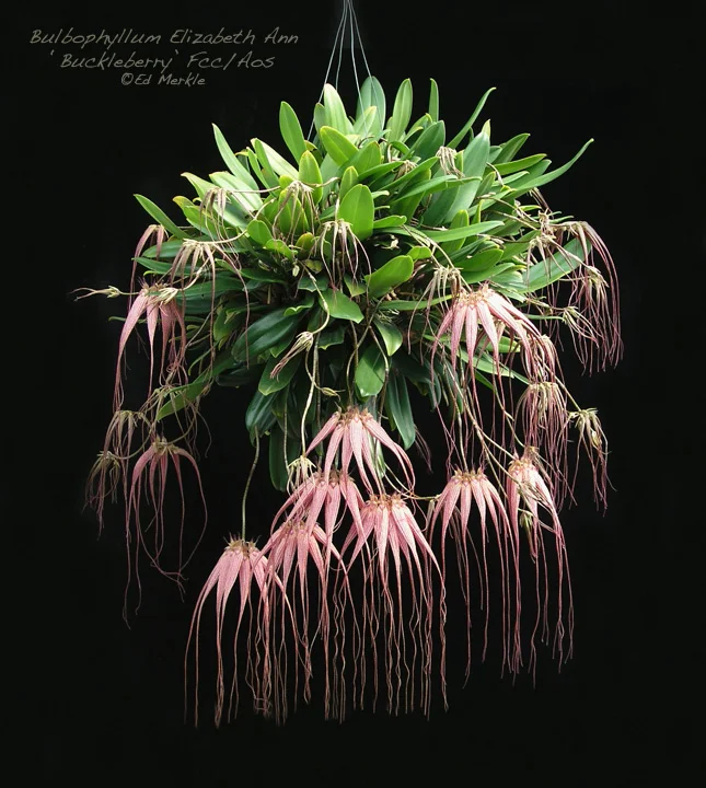 Why I Hate Orchids — In Situ Plants