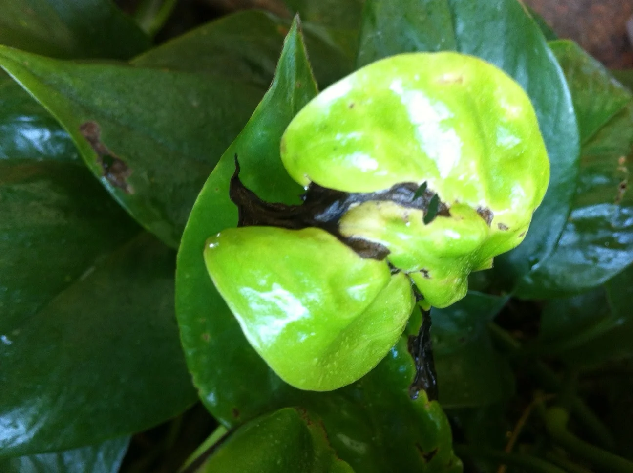 Thrips A Tiny but Noteworthy Pest of the Interior Garden