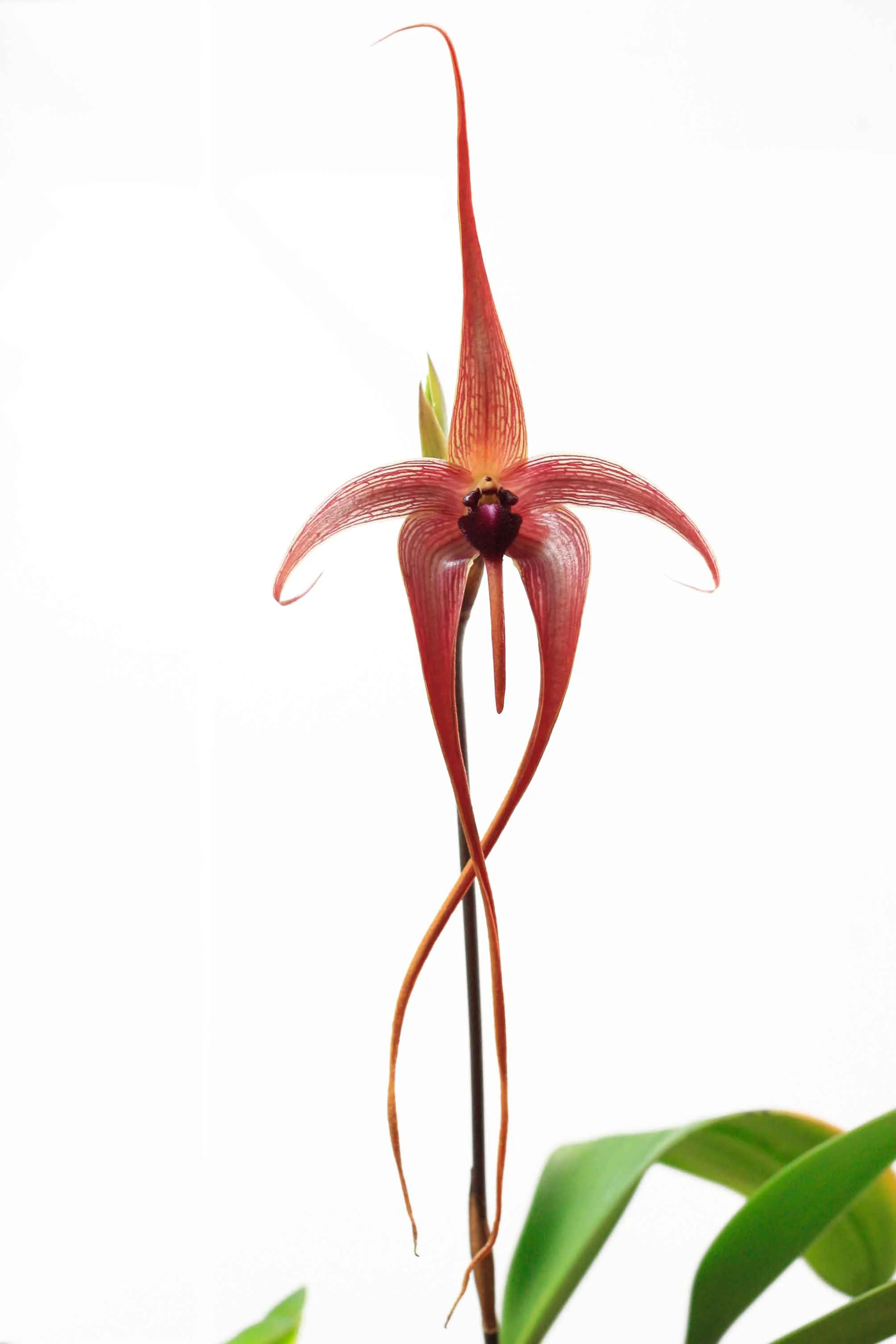 Orchid, Bulbophyllum echinolabium