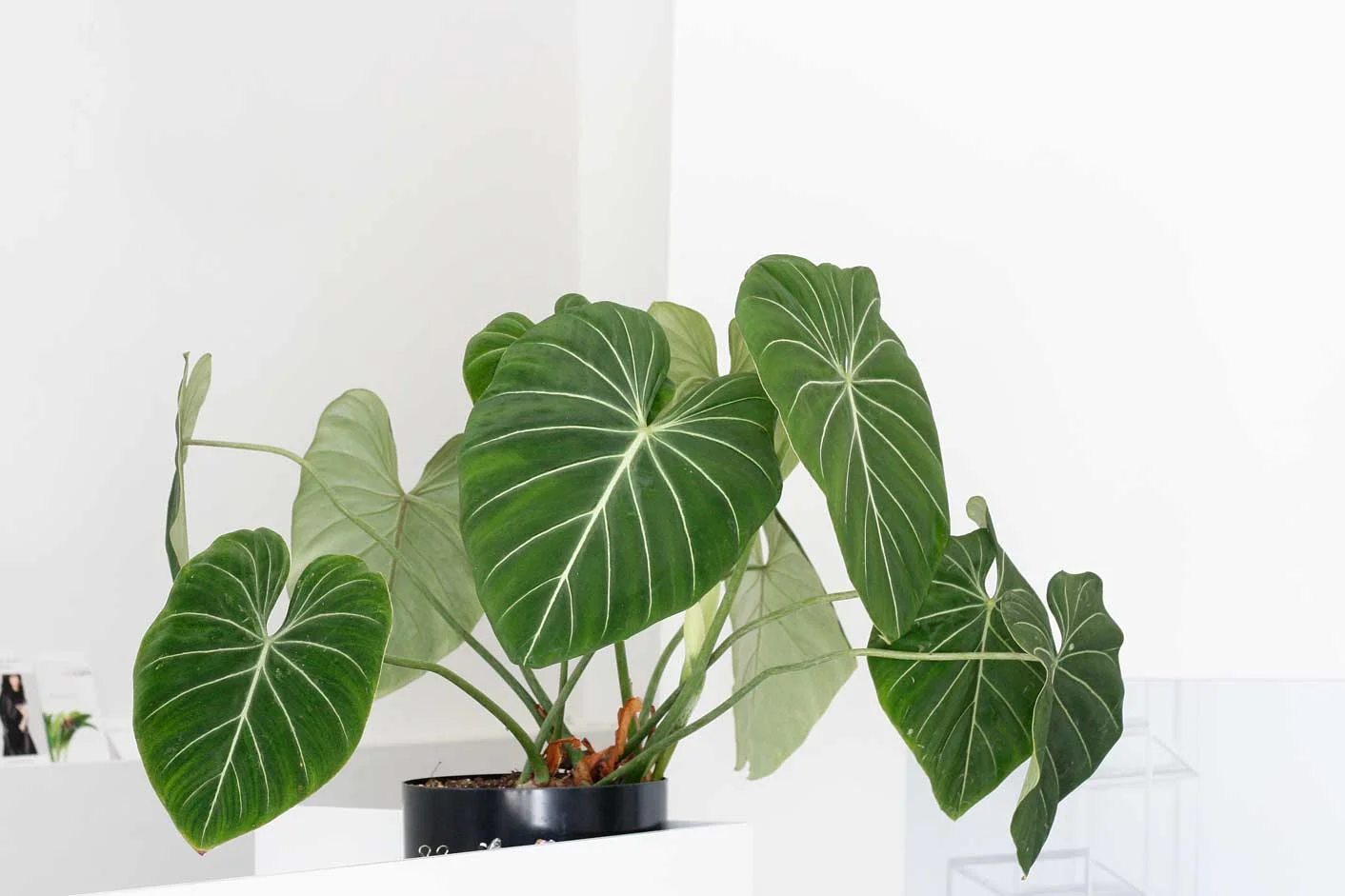 Philodendron gloriosum