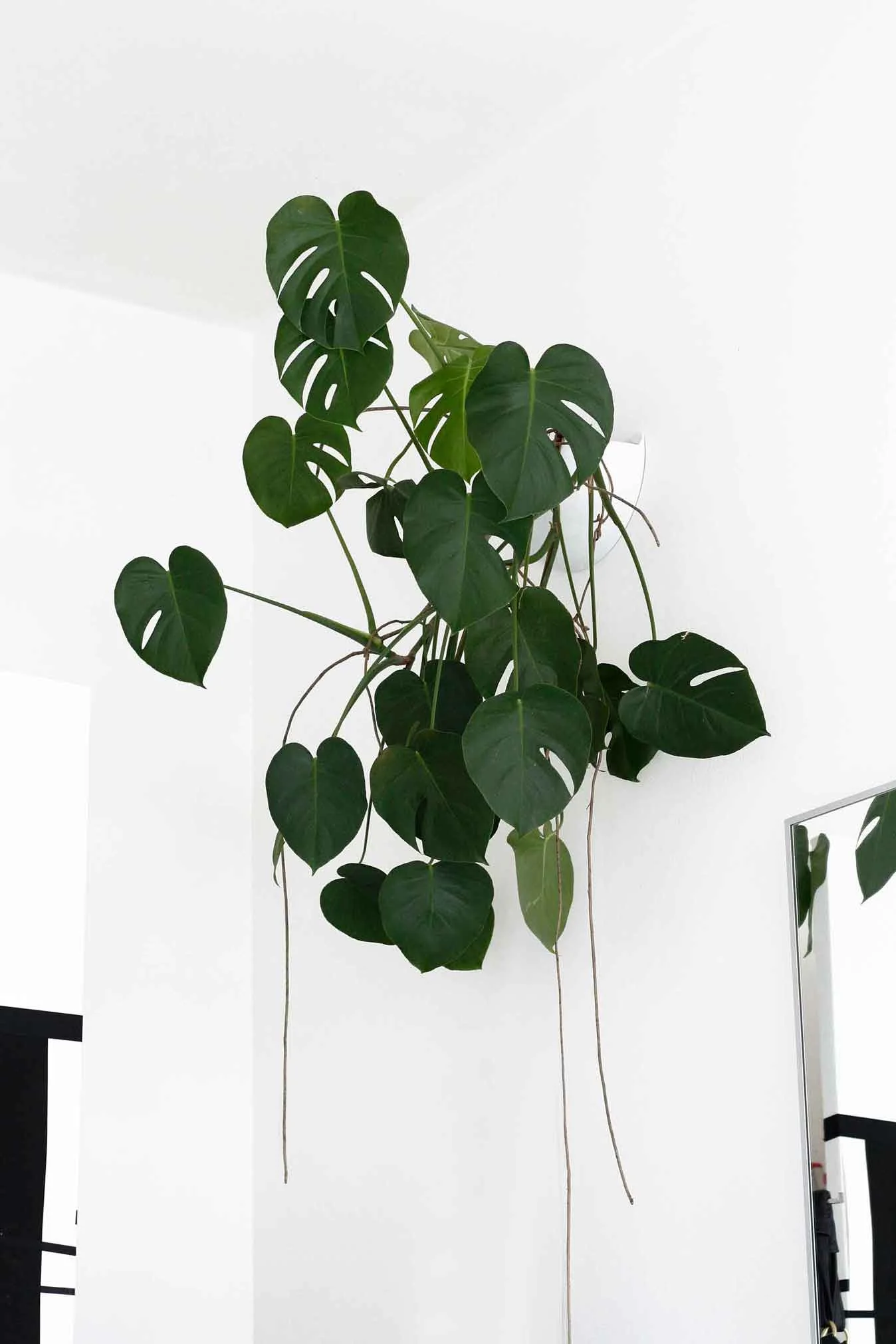 Monstera deliciosa wall planter