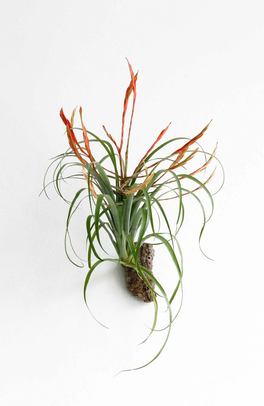 Airplant, Tillandsia flabellata