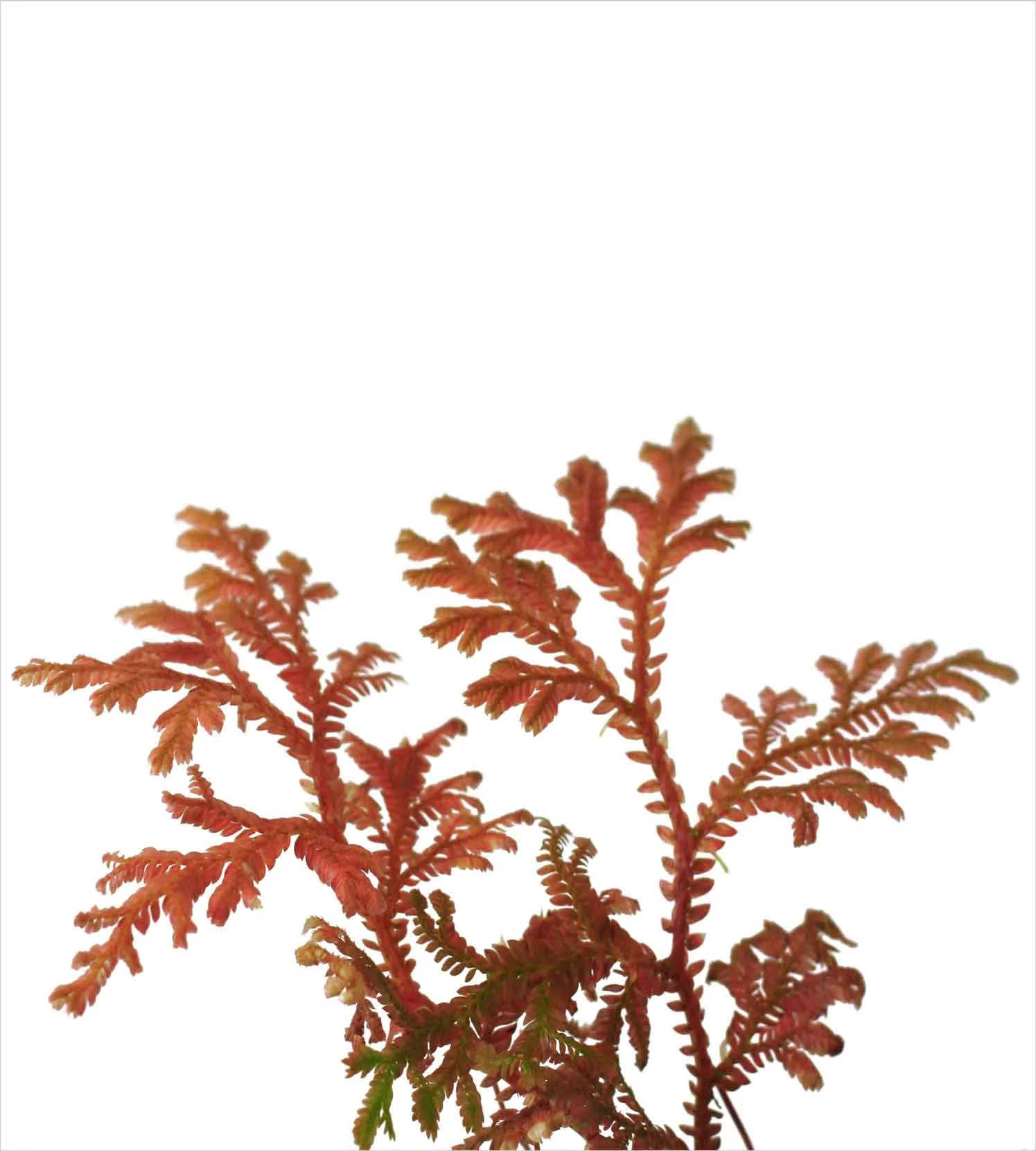 Club moss, Selaginella sp.