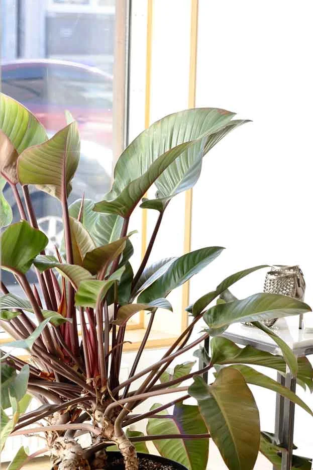 Philodendron 'Congo Rojo'