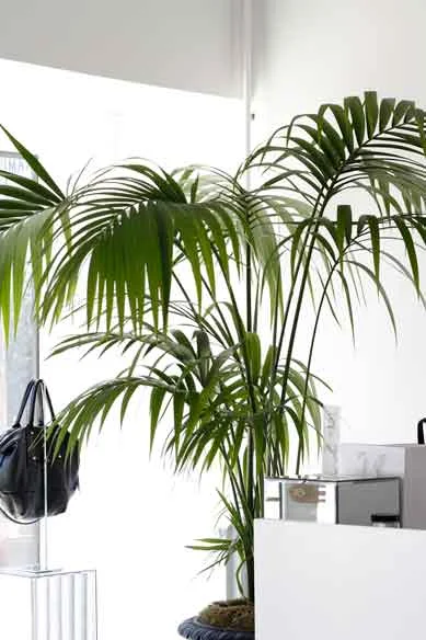 Kentia palm