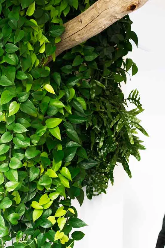 Vertical garden