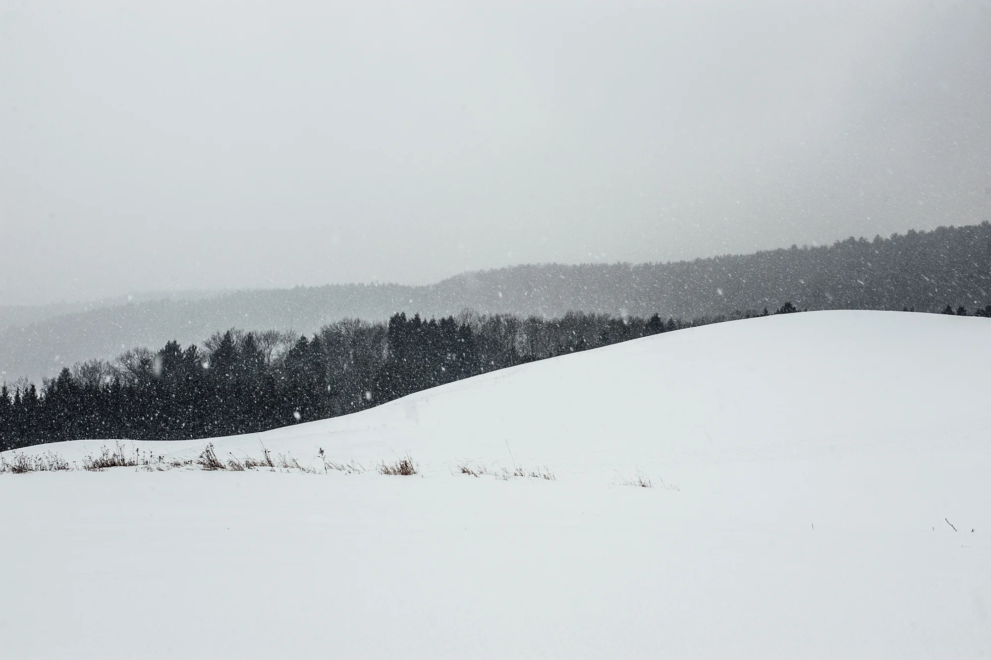 Paavonpera_20161224_001.jpg