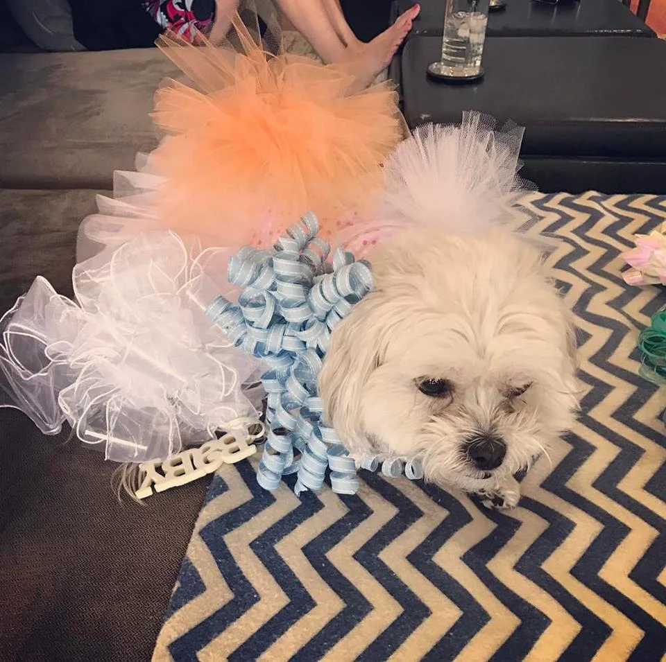 Dr. Crespi's dog Peaches loved all the bows at the party!