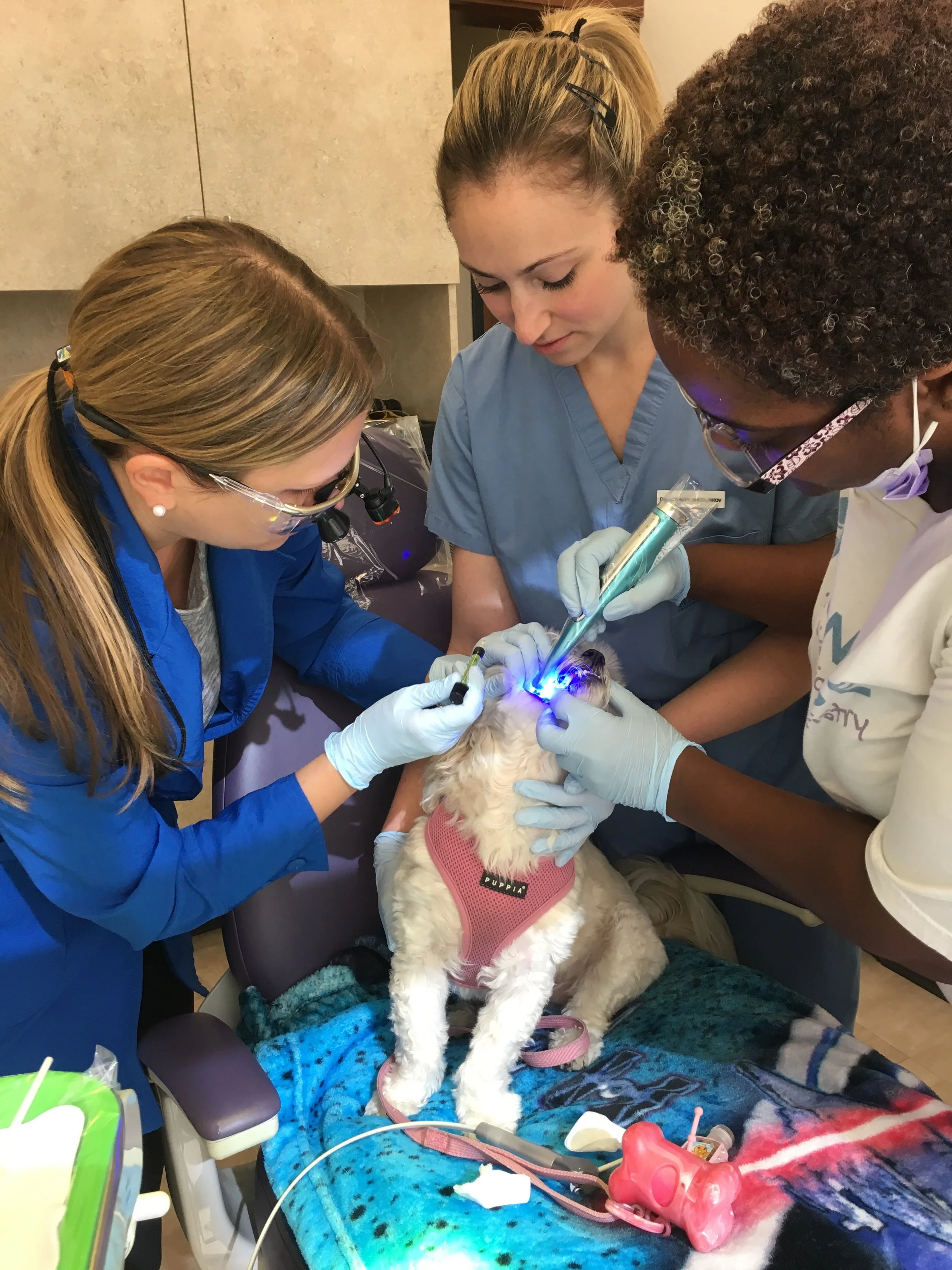 Peaches getting her Carnassial Tooth bonded!