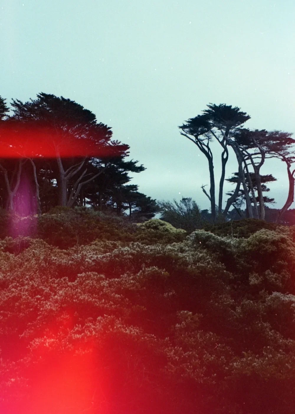 Psych Blues #3 pre-exposed 35mm experimental film photo of cypress trees