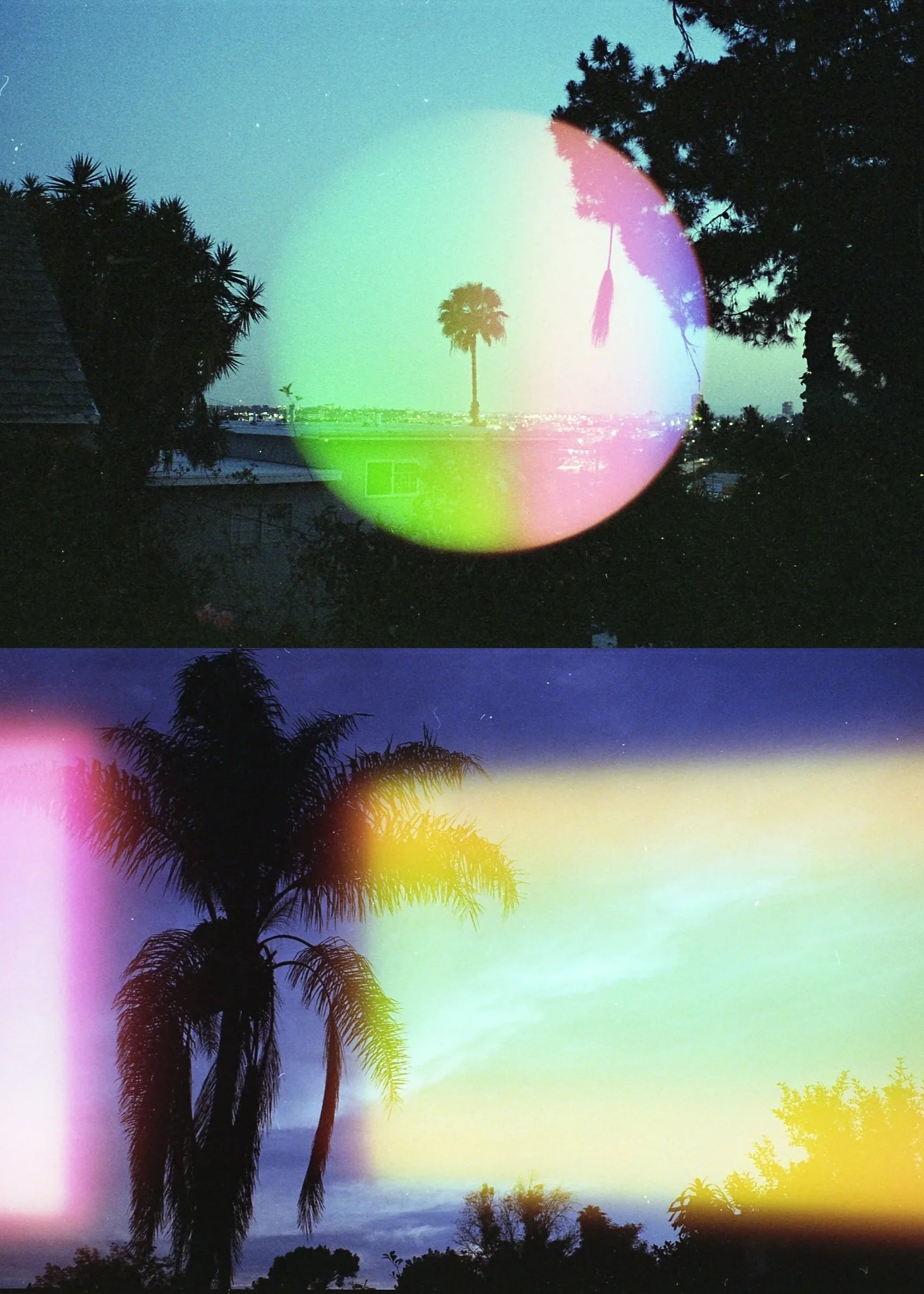 Palm trees shot on experimental 35mm film Psych Blues #6