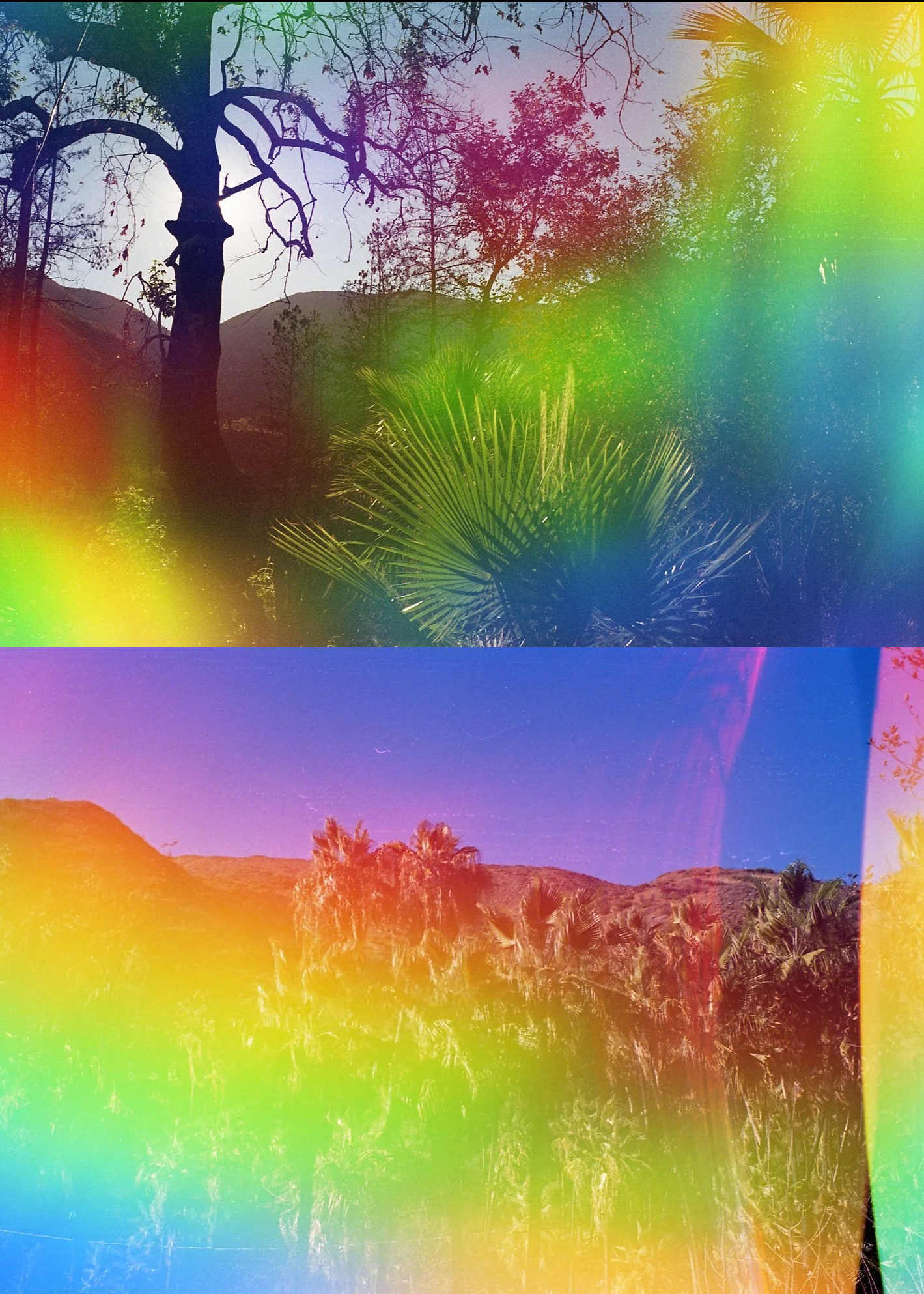 Psych Blues #4, experimental 35mm film image of plants