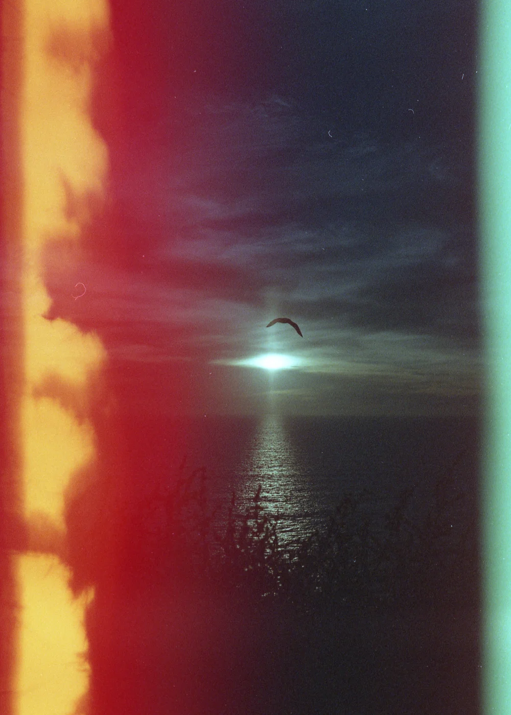 Psych Blues #2, pre-exposed 35mm film image of a bird over the ocean