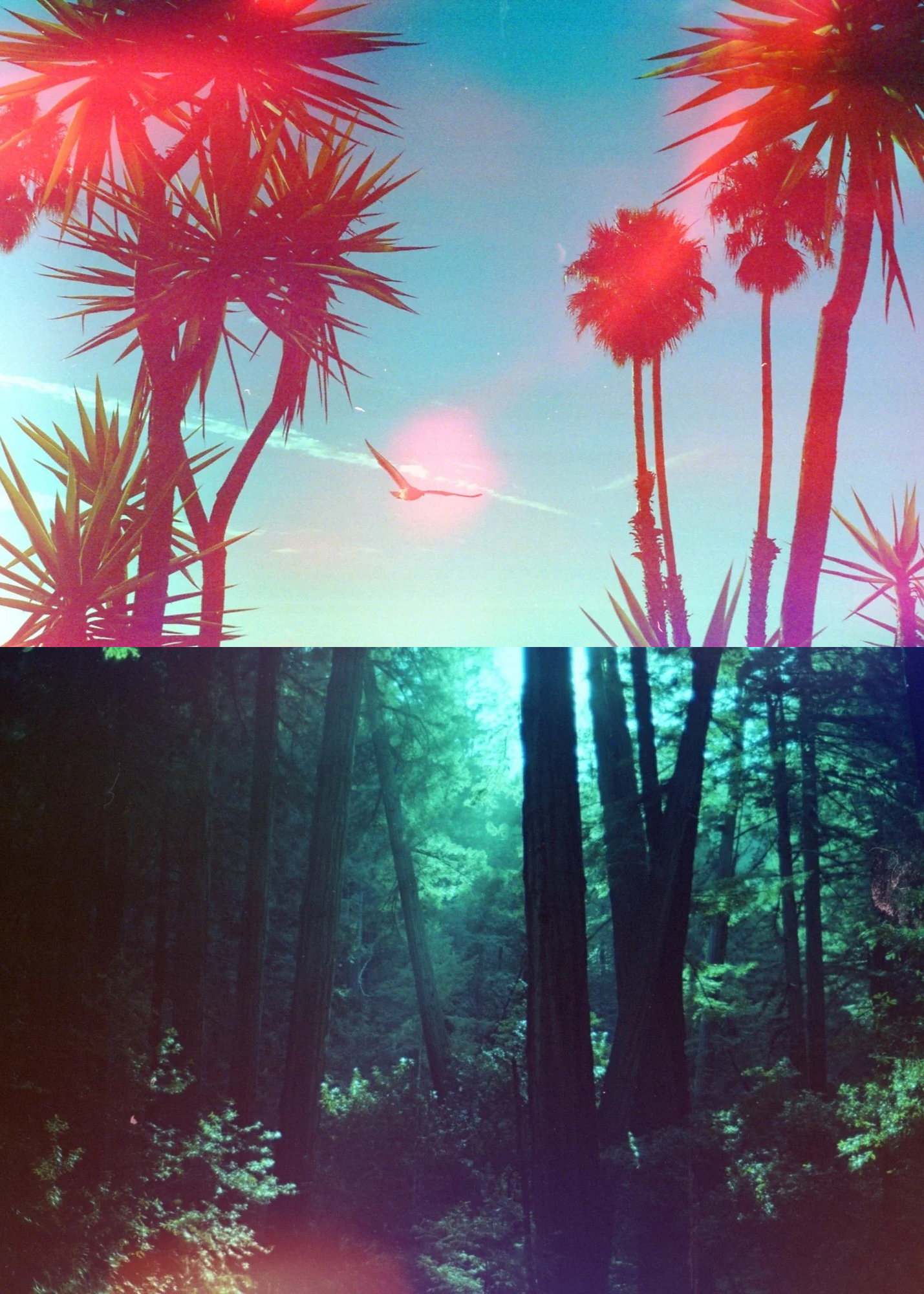 Psych Blues #3, pre-exposed 35mm film images of palm trees and a forest