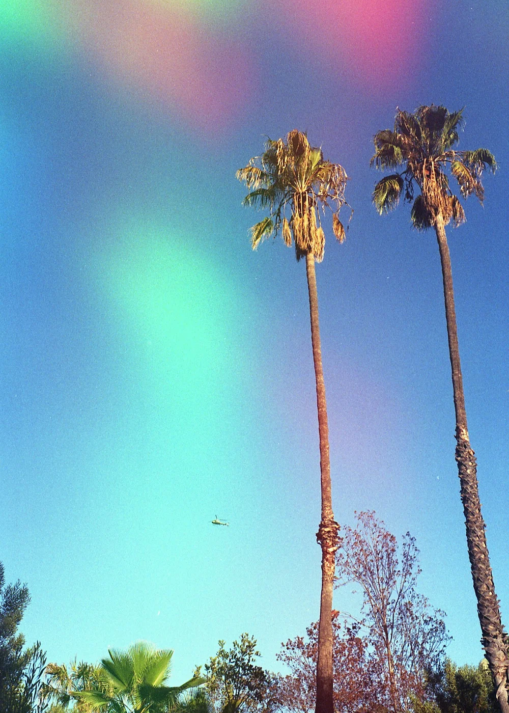 Two palm trees shot on Psych Blues 4, an experimental film stock