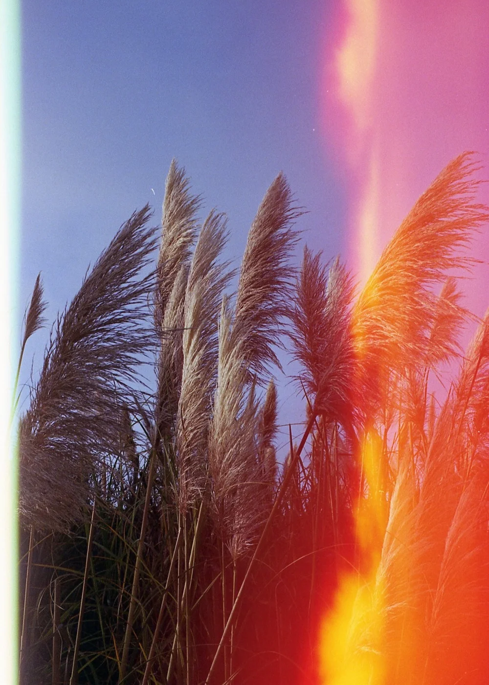 Tropical leaves shot on Psych Blues 2, an experimental film stock