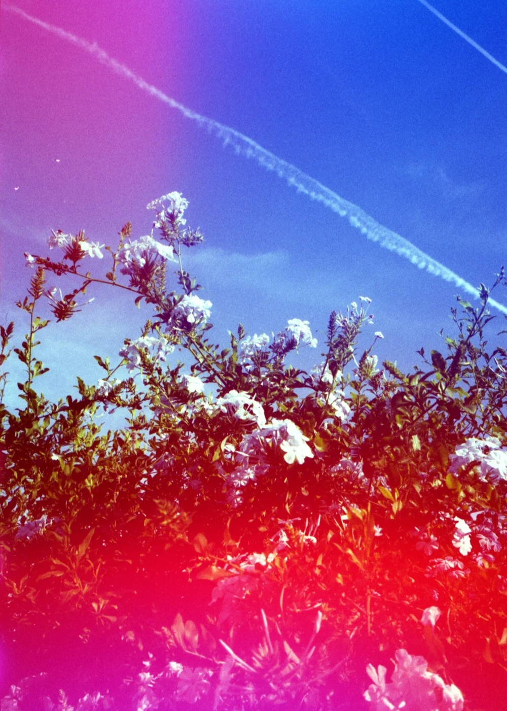 Psych Blues #8 pre-exposed 35mm experimental film photo of flowers against the sky