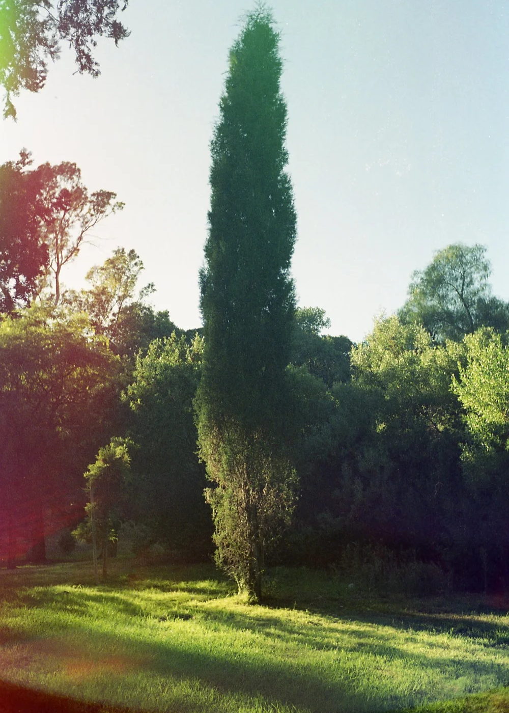 Psych Blues #4, pre-exposed 35mm film image of a park